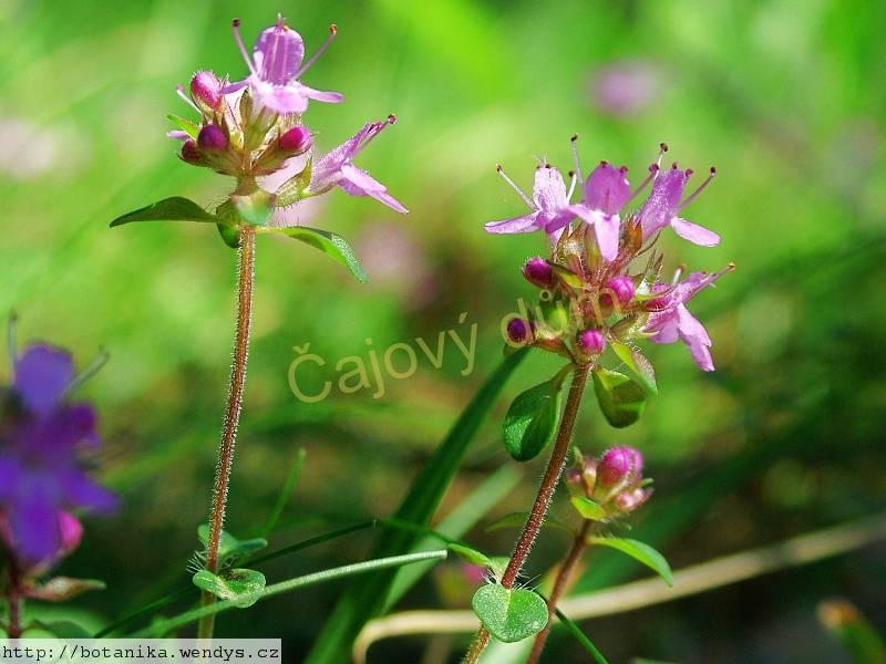 Mateřídouška nať řezaná